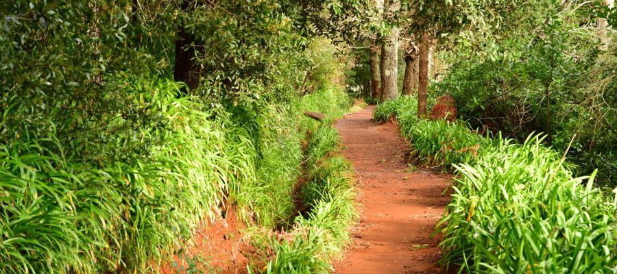 Madeira Island: A Paradise of Diversity