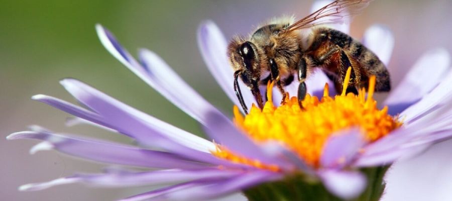 As Abelhas da Madeira Produzem um Mel Único? A Ciência Diz Que Sim