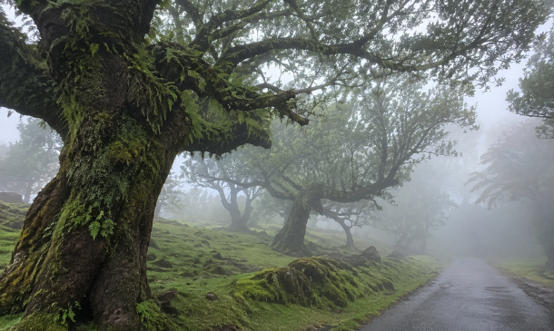 Why Is the Road Through Fanal Forest So Famous?