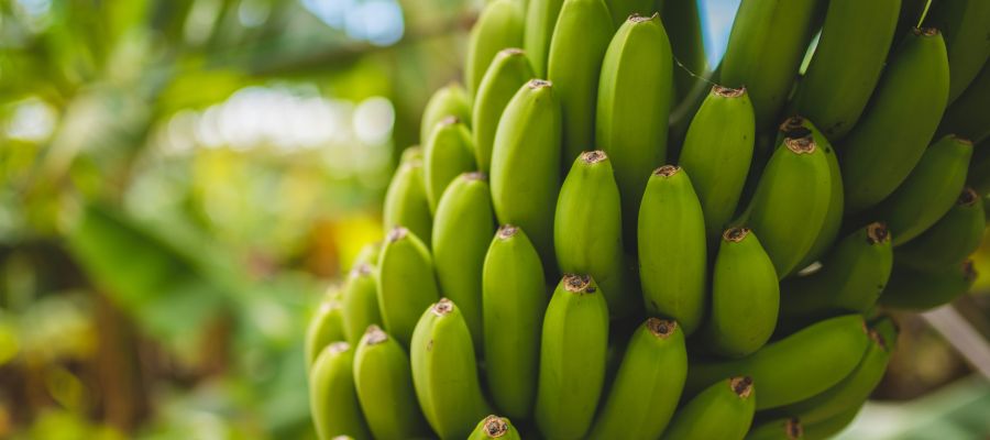 Meilleures saisons pour visiter l'île de Madère