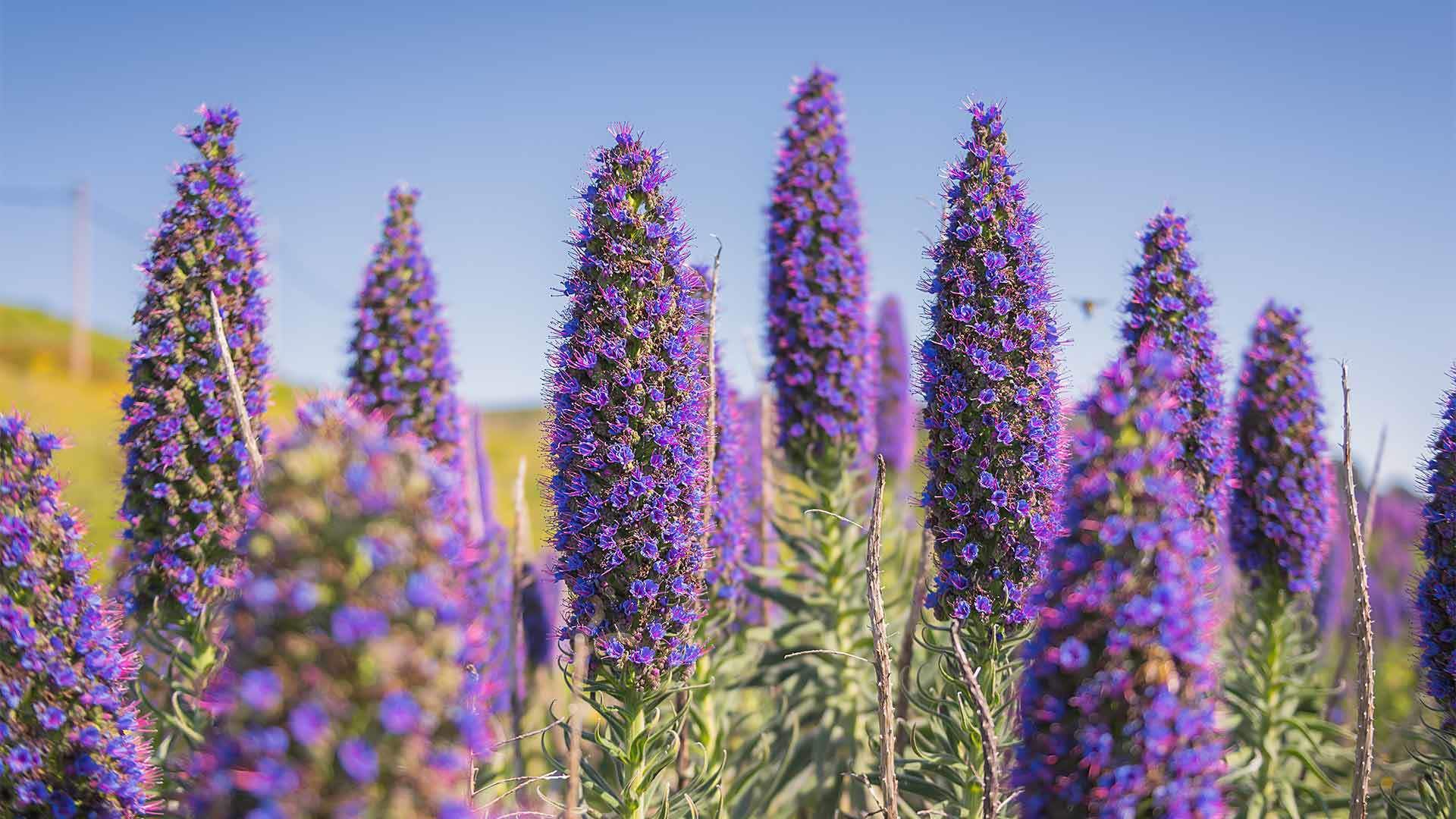 As Abelhas da Madeira Produzem um Mel Único? A Ciência Diz Que Sim